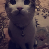 Tekir Kedi, Kedi  Joker fotoğrafı