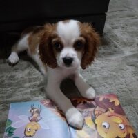 King Charles Spaniel, Köpek  Poppy fotoğrafı