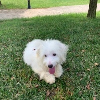 Maltese, Köpek  MİÇO fotoğrafı