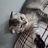 Scottish Fold, Kedi  Ponçik fotoğrafı