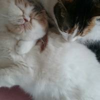 Exotic Shorthair, Kedi  morfin fotoğrafı