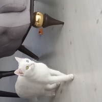Van Kedisi, Kedi  Pamuk fotoğrafı