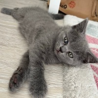 British Shorthair, Kedi  Luna fotoğrafı