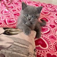 British Shorthair, Kedi  Luna fotoğrafı