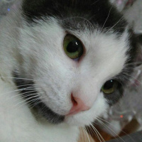 Tekir Kedi, Kedi  Oscar fotoğrafı