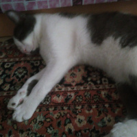 Tekir Kedi, Kedi  Oscar fotoğrafı