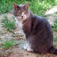 British Shorthair, Kedi  Minnoş fotoğrafı