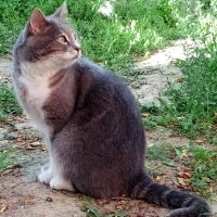 British Shorthair, Kedi  Minnoş fotoğrafı