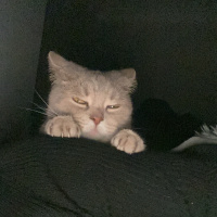 Scottish Fold, Kedi  Sushi fotoğrafı