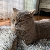 Scottish Fold, Kedi  Sushi fotoğrafı