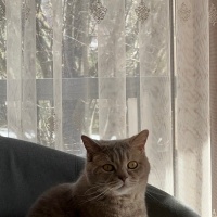 Scottish Fold, Kedi  Sushi fotoğrafı