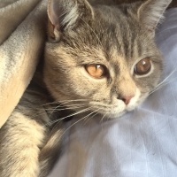 Scottish Fold, Kedi  Sushi fotoğrafı