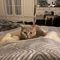 Scottish Fold, Kedi  Sushi fotoğrafı