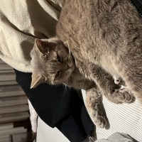 Scottish Fold, Kedi  Sushi fotoğrafı