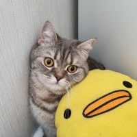 British Shorthair, Kedi  Kiwi fotoğrafı