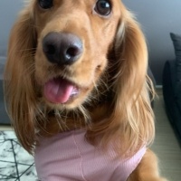 İngiliz Cocker Spaniel, Köpek  ROSA-MURPHY fotoğrafı