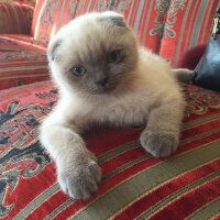 Scottish Fold, Kedi  Kontes fotoğrafı