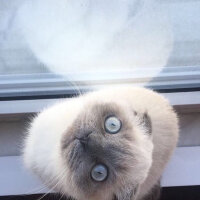 Scottish Fold, Kedi  Kontes fotoğrafı