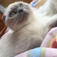 Scottish Fold, Kedi  Kontes fotoğrafı