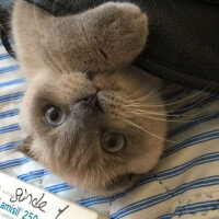 Scottish Fold, Kedi  Kontes fotoğrafı