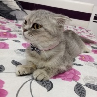 Scottish Fold, Kedi  Gümüş fotoğrafı