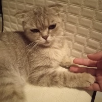 Scottish Fold, Kedi  Gümüş fotoğrafı