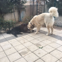 Golden Retriever, Köpek  Lokum fotoğrafı