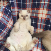 Scottish Fold, Kedi  Prens fotoğrafı