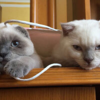 Scottish Fold, Kedi  Prens fotoğrafı