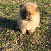 Pomeranyalı, Köpek  Boo fotoğrafı