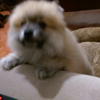 Pomeranyalı, Köpek  Boo fotoğrafı