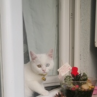 Van Kedisi, Kedi  Sütlaç fotoğrafı