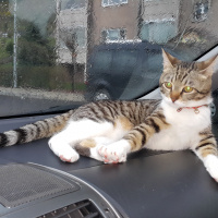 Tekir Kedi, Kedi  Müstesna fotoğrafı