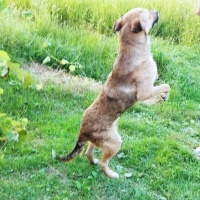 Kangal, Köpek  Badi fotoğrafı