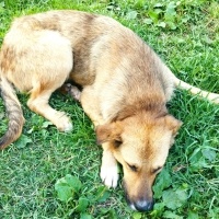 Kangal, Köpek  Badi fotoğrafı