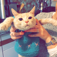 British Shorthair, Kedi  Şans fotoğrafı