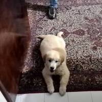 Golden Retriever, Köpek  ronnie fotoğrafı