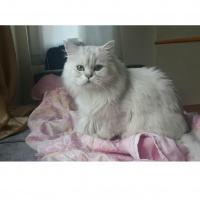 Chinchilla, Kedi  Misket fotoğrafı