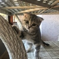 Scottish Fold, Kedi  Dudu fotoğrafı