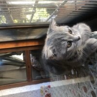 Scottish Fold, Kedi  Dudu fotoğrafı