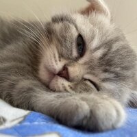 Scottish Fold, Kedi  Dudu fotoğrafı