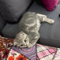 Scottish Fold, Kedi  Dudu fotoğrafı