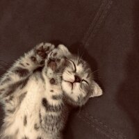 Scottish Fold, Kedi  Dudu fotoğrafı