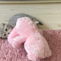 Scottish Fold, Kedi  Dudu fotoğrafı