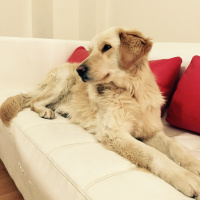 Golden Retriever, Köpek  SAM fotoğrafı