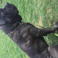 Cane Corso Italiano, Köpek  Gölge fotoğrafı