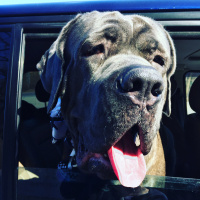Cane Corso Italiano, Köpek  Gölge fotoğrafı