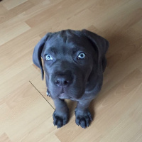 Cane Corso Italiano, Köpek  Gölge fotoğrafı