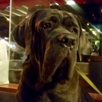 Cane Corso Italiano, Köpek  Gölge fotoğrafı
