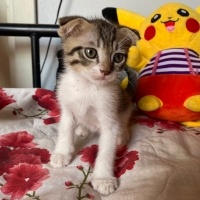 Scottish Fold, Kedi  Scottish Fold Yavrular fotoğrafı